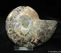 Pinterest Contest Prize: Inch Polished Ammonite #1062-1